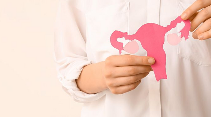 Estrobolóm: ako črevné baktérie ovplyvňujú ženské hormóny?